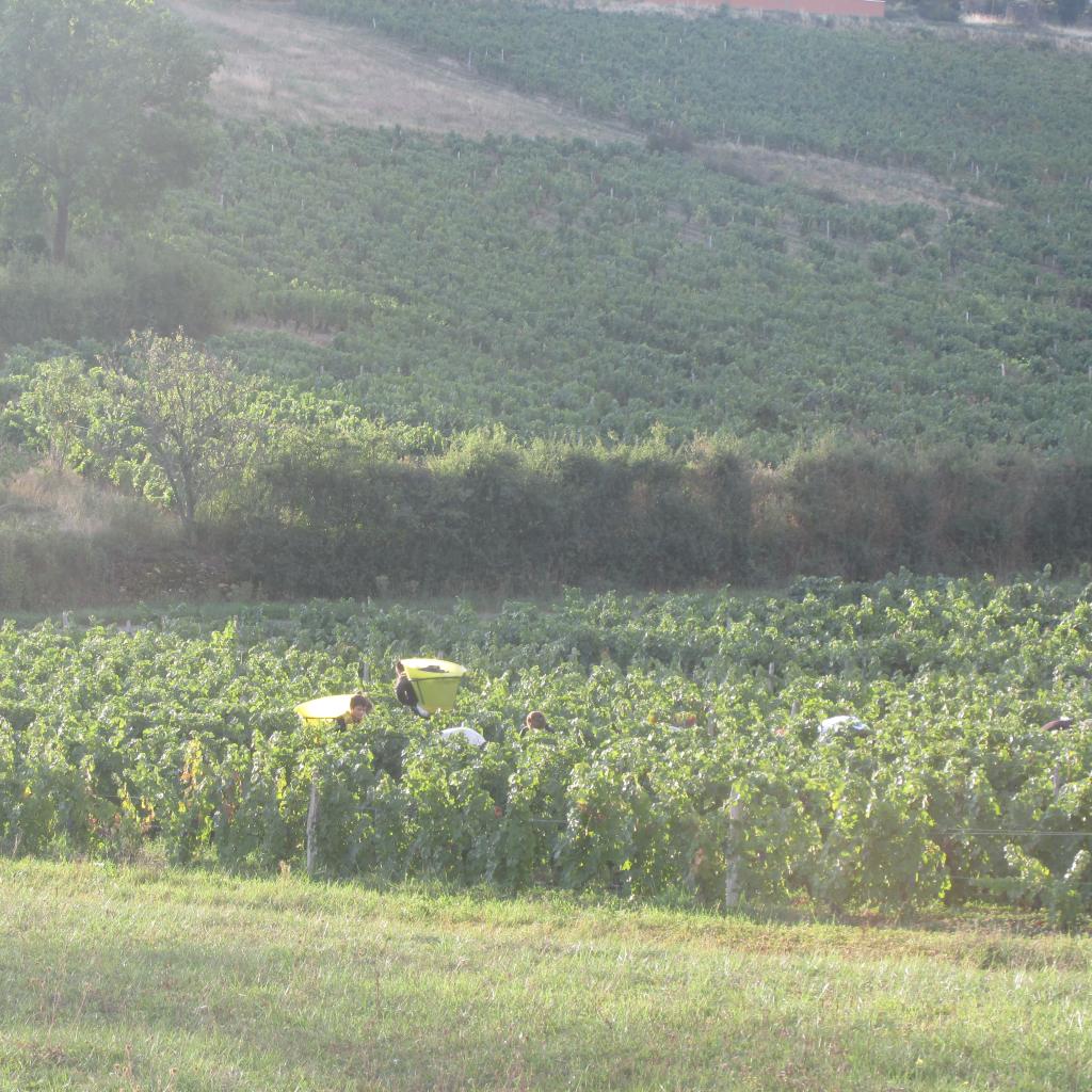 Vendanges à la main en famille