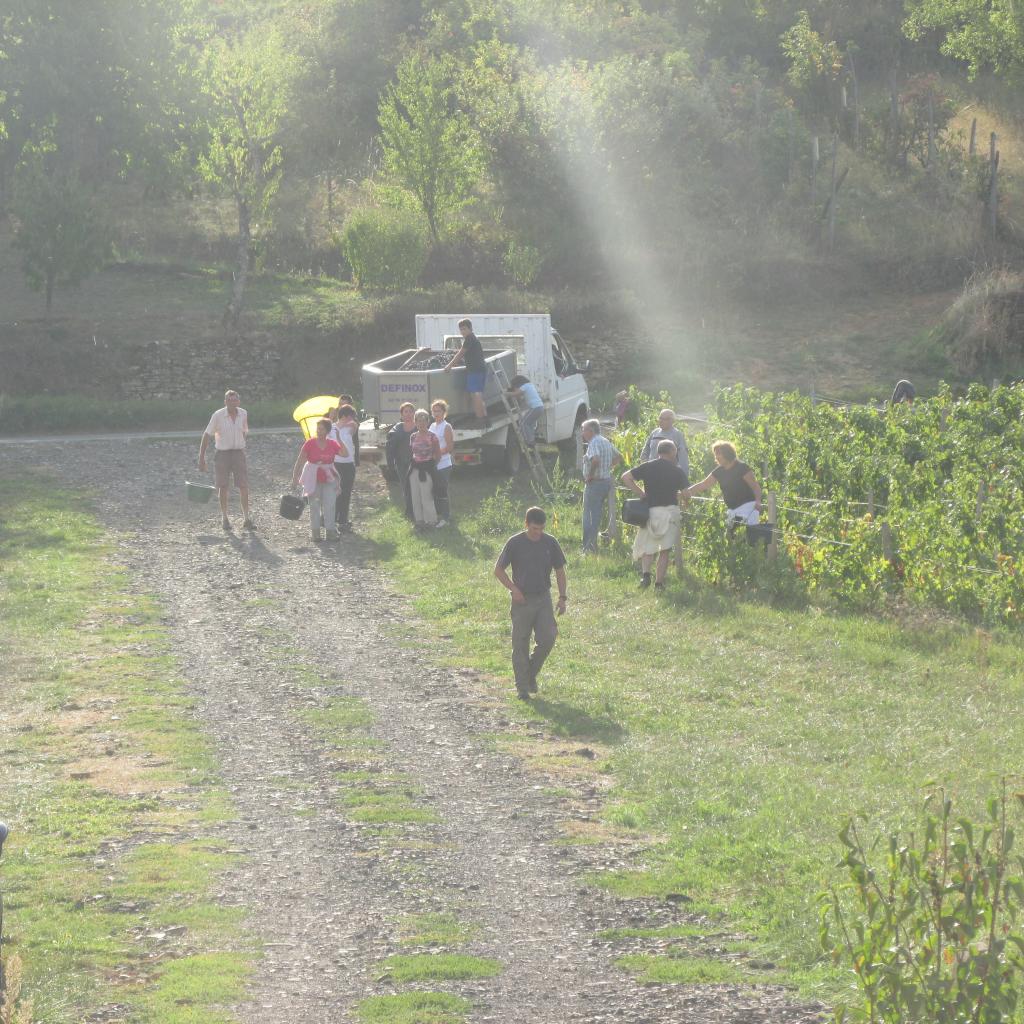Vendanges en famille