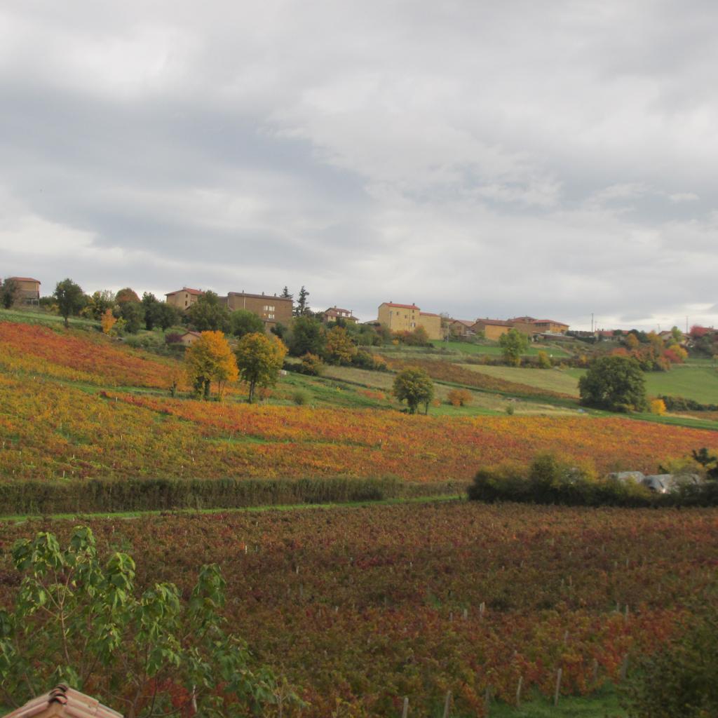 Vignes en automne