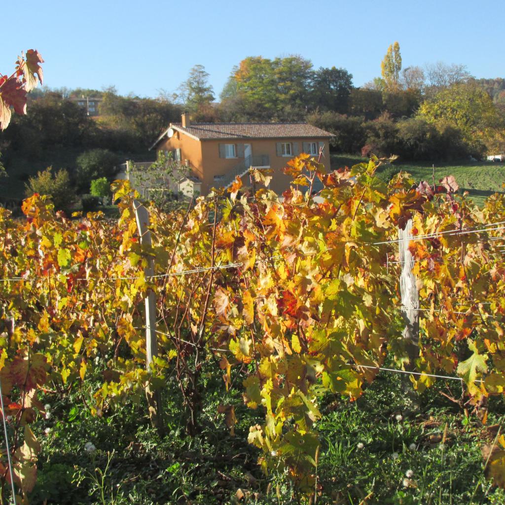 Paysage d'automne