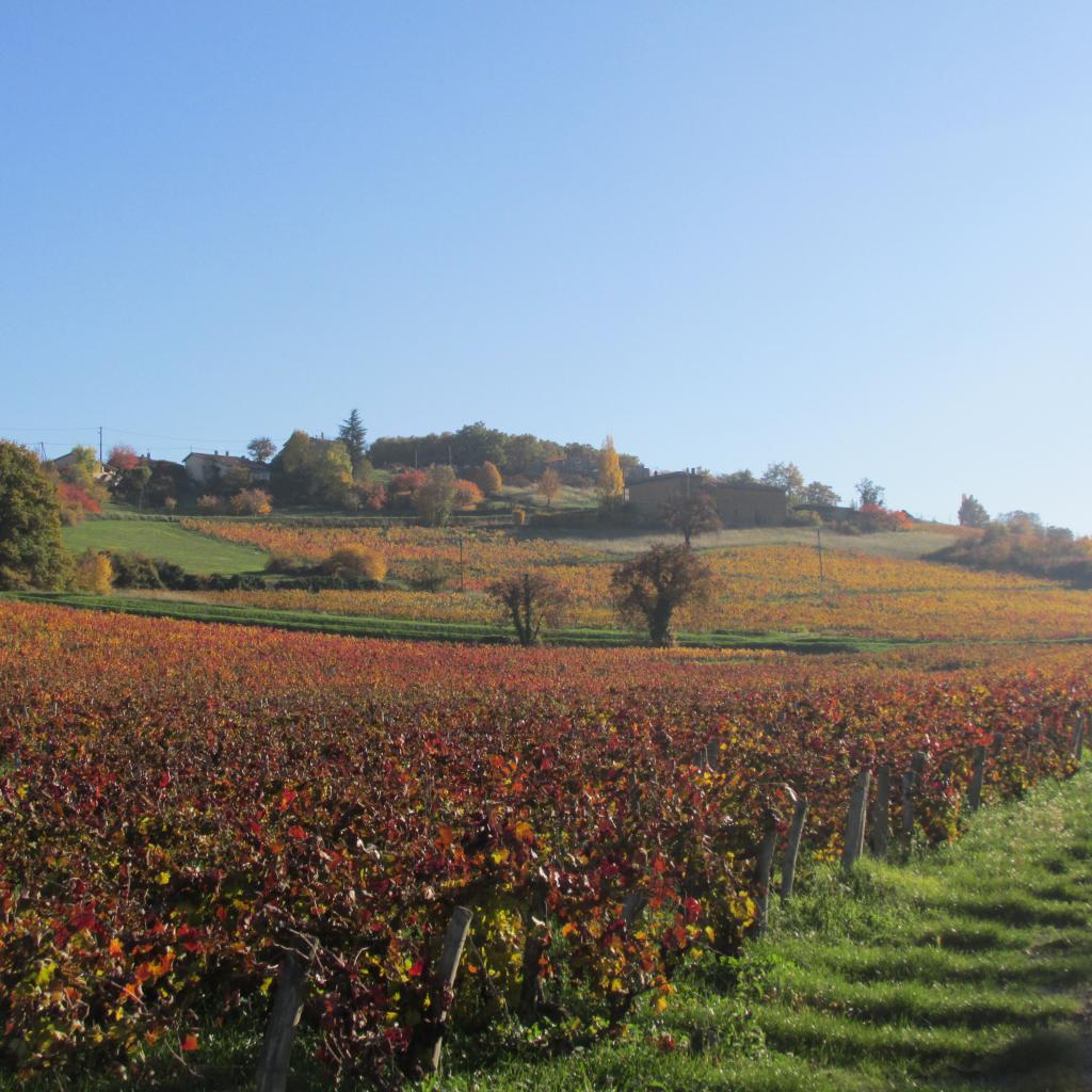 Vignes en autome