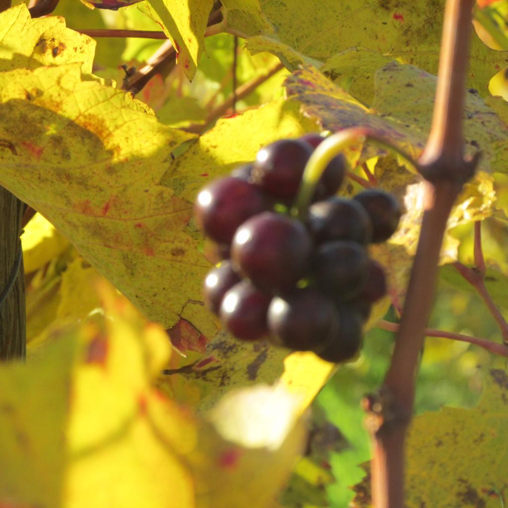 Un survivant des vendanges