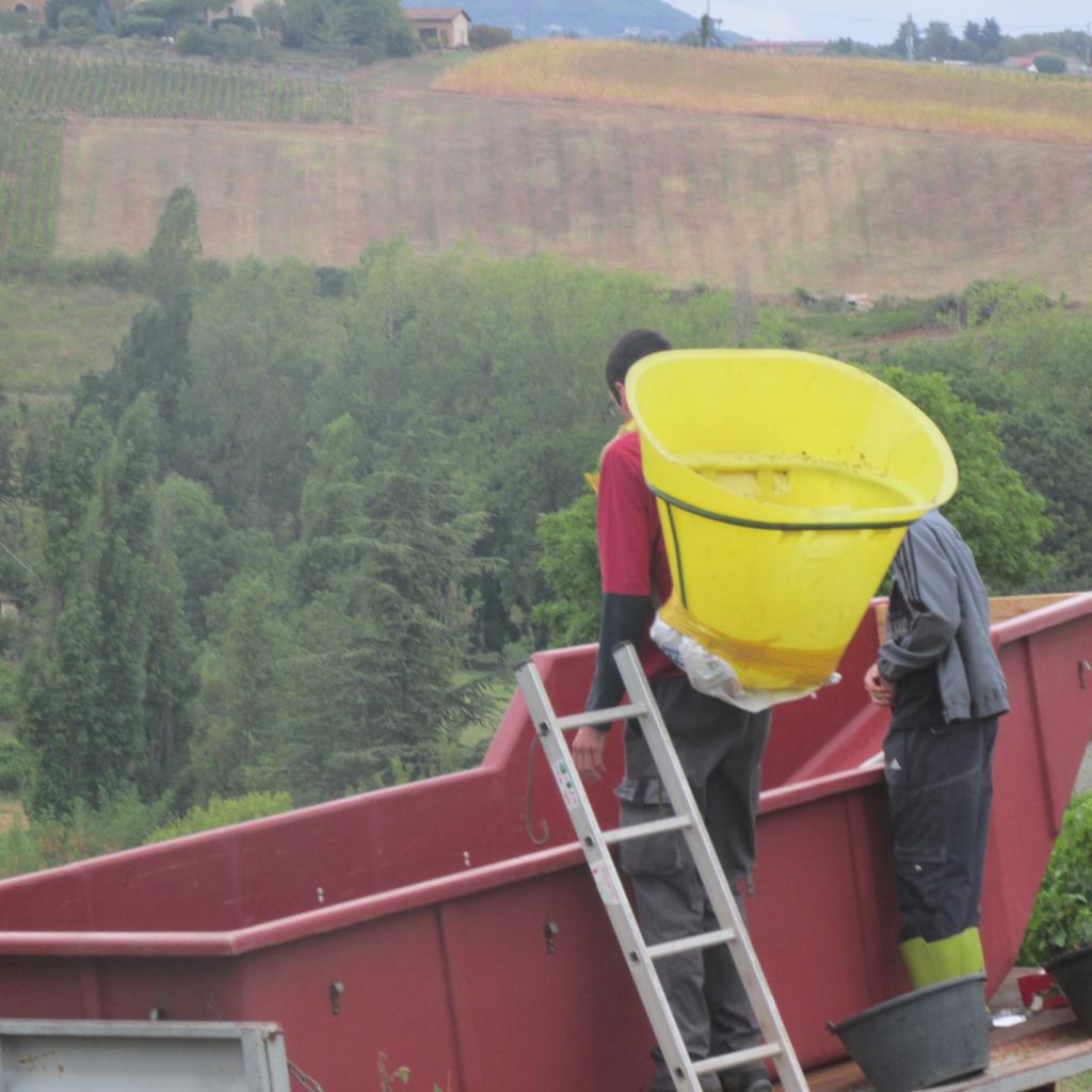 Vendanges à la hotte